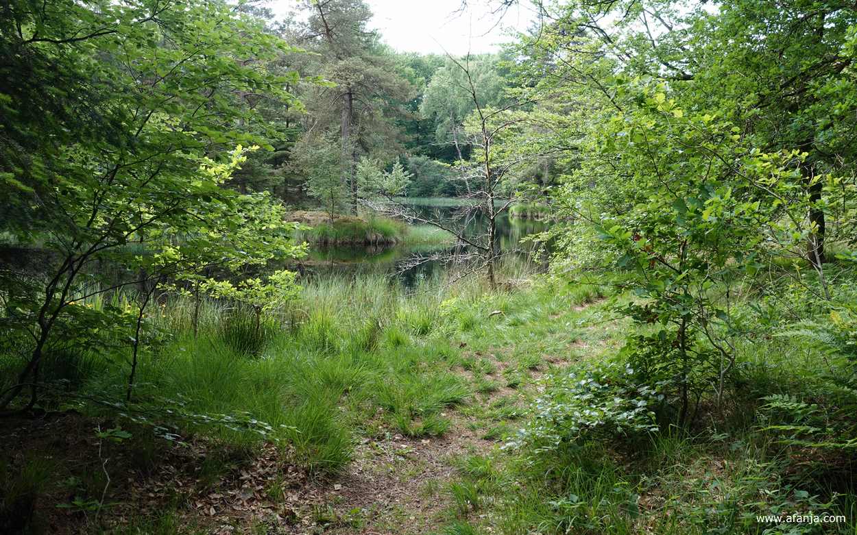 bij een ven in het bos