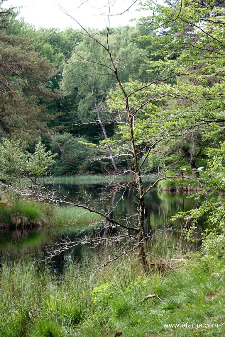 bij een ven in het bos