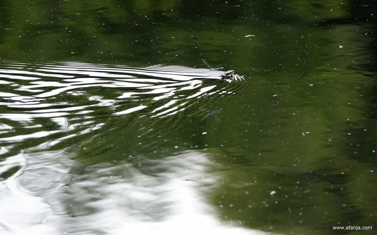 een ringslang zwemt in het ven, boven hem passeert net een waterjuffer