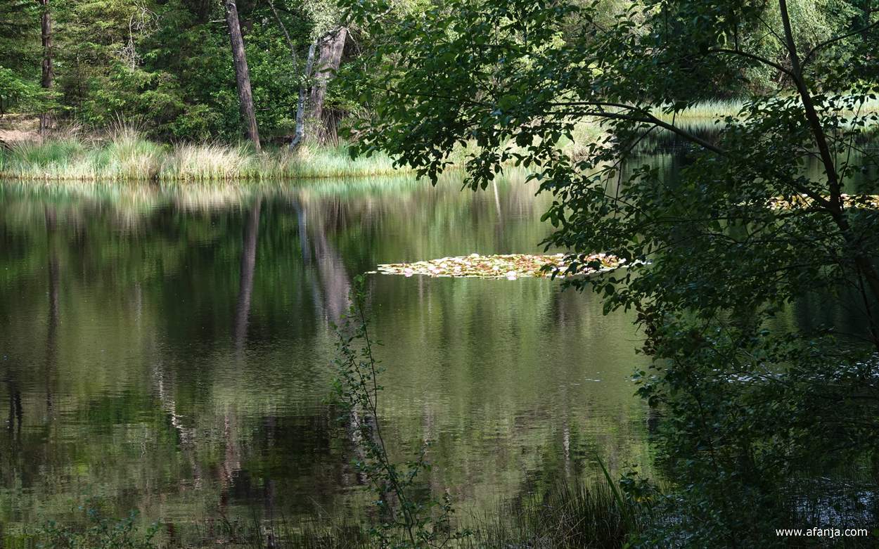er drijven roze waterlelies in het ven