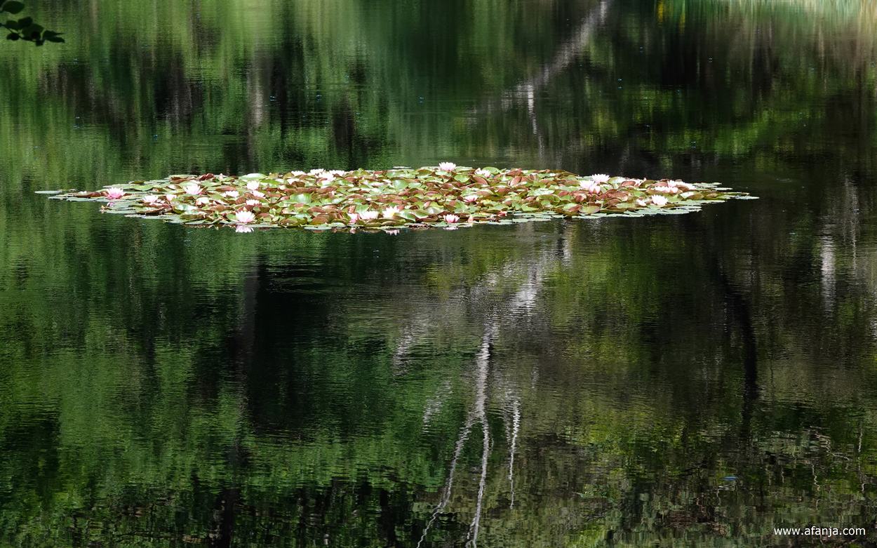 roze waterlelies in het ven
