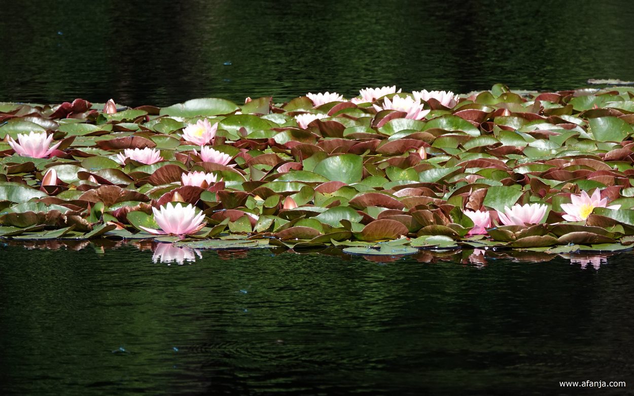 roze waterlelies in het ven