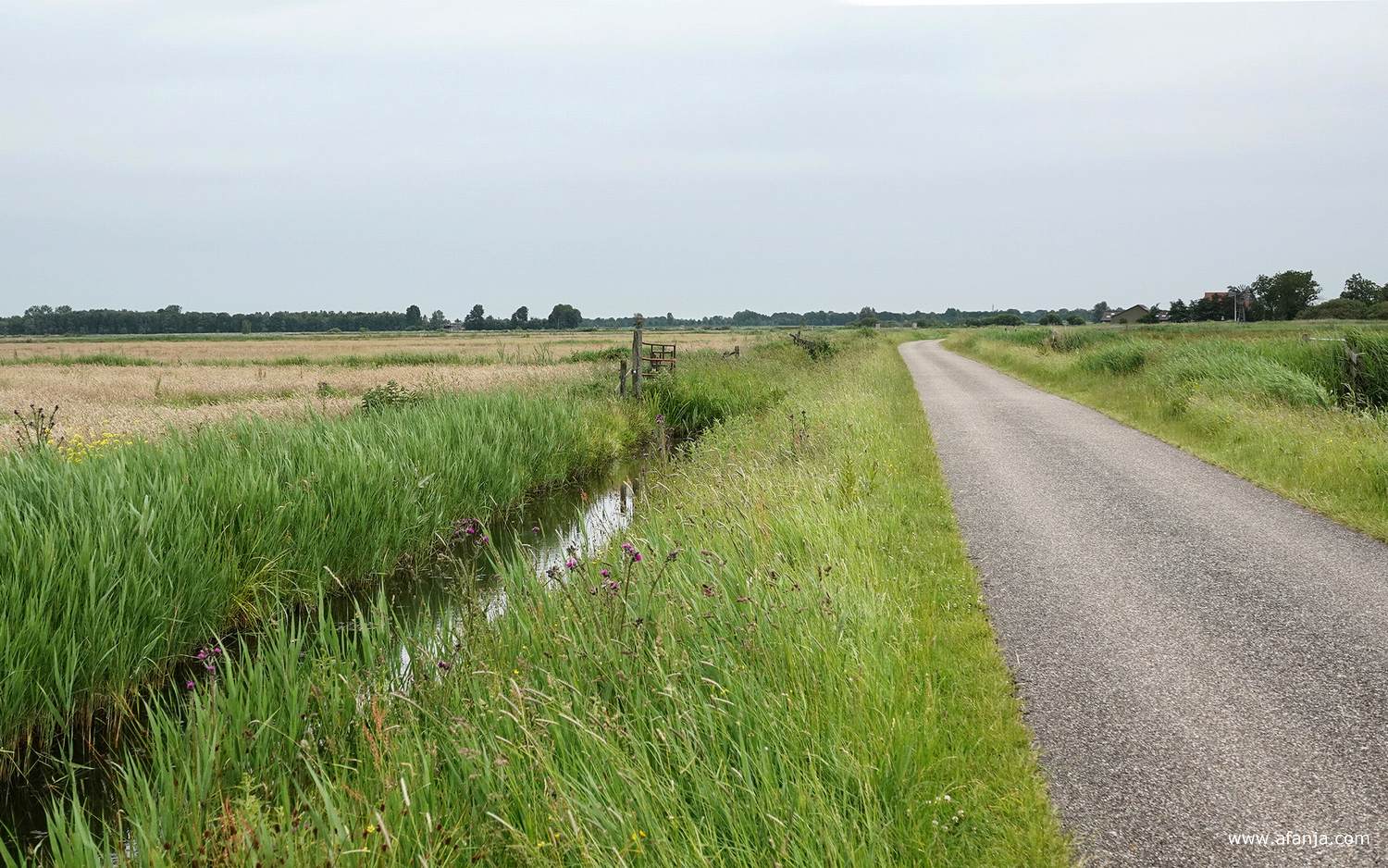 de Hooiweg bij Earnewâld