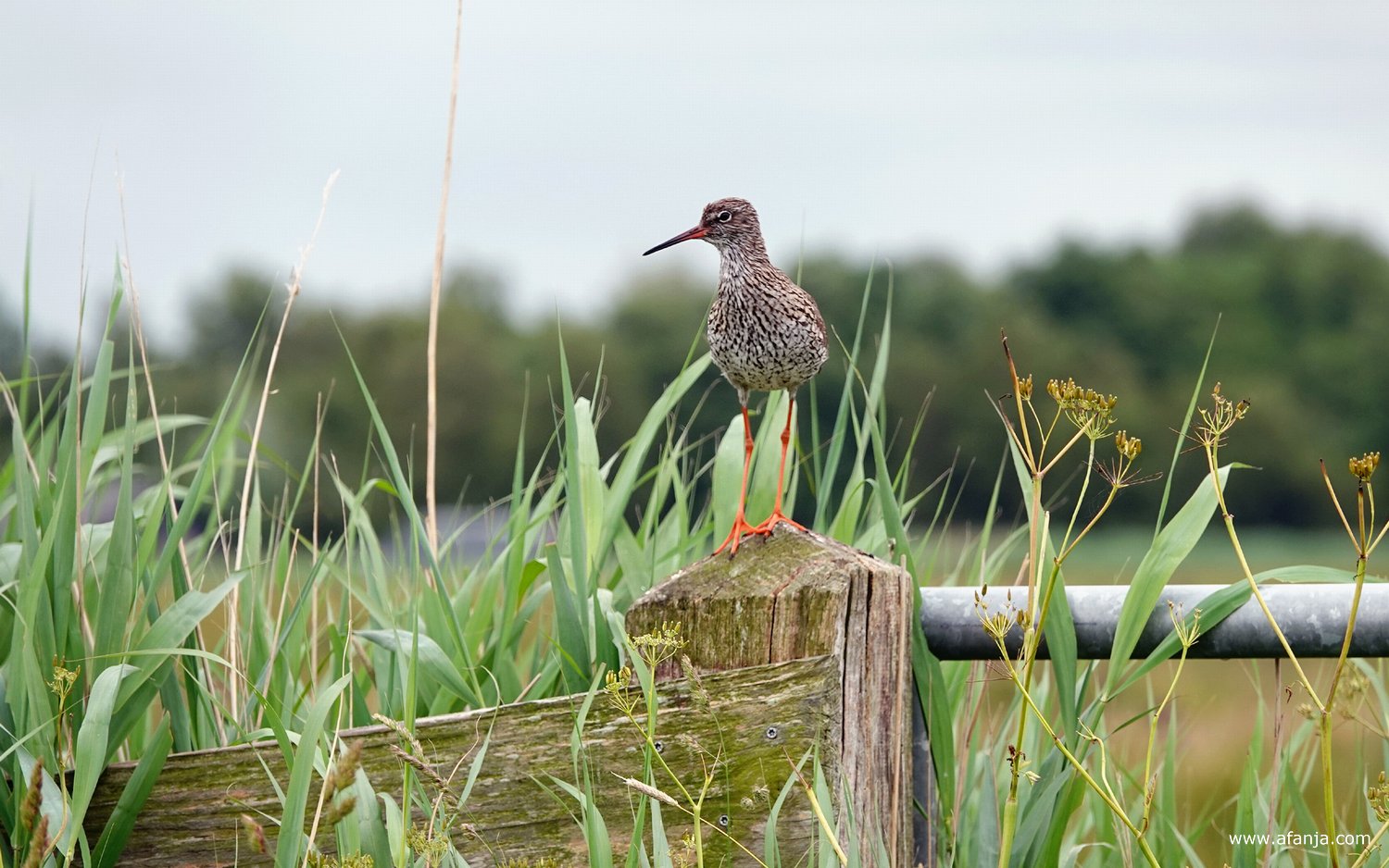 er staat een tureluur op een paal aan de linkerkant van de weg