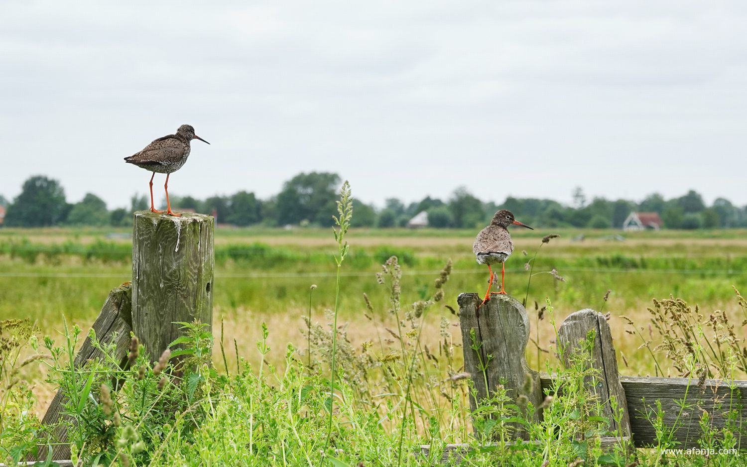 twee tureluurs houden vanaf een paal en een hek de omgeving in de gaten
