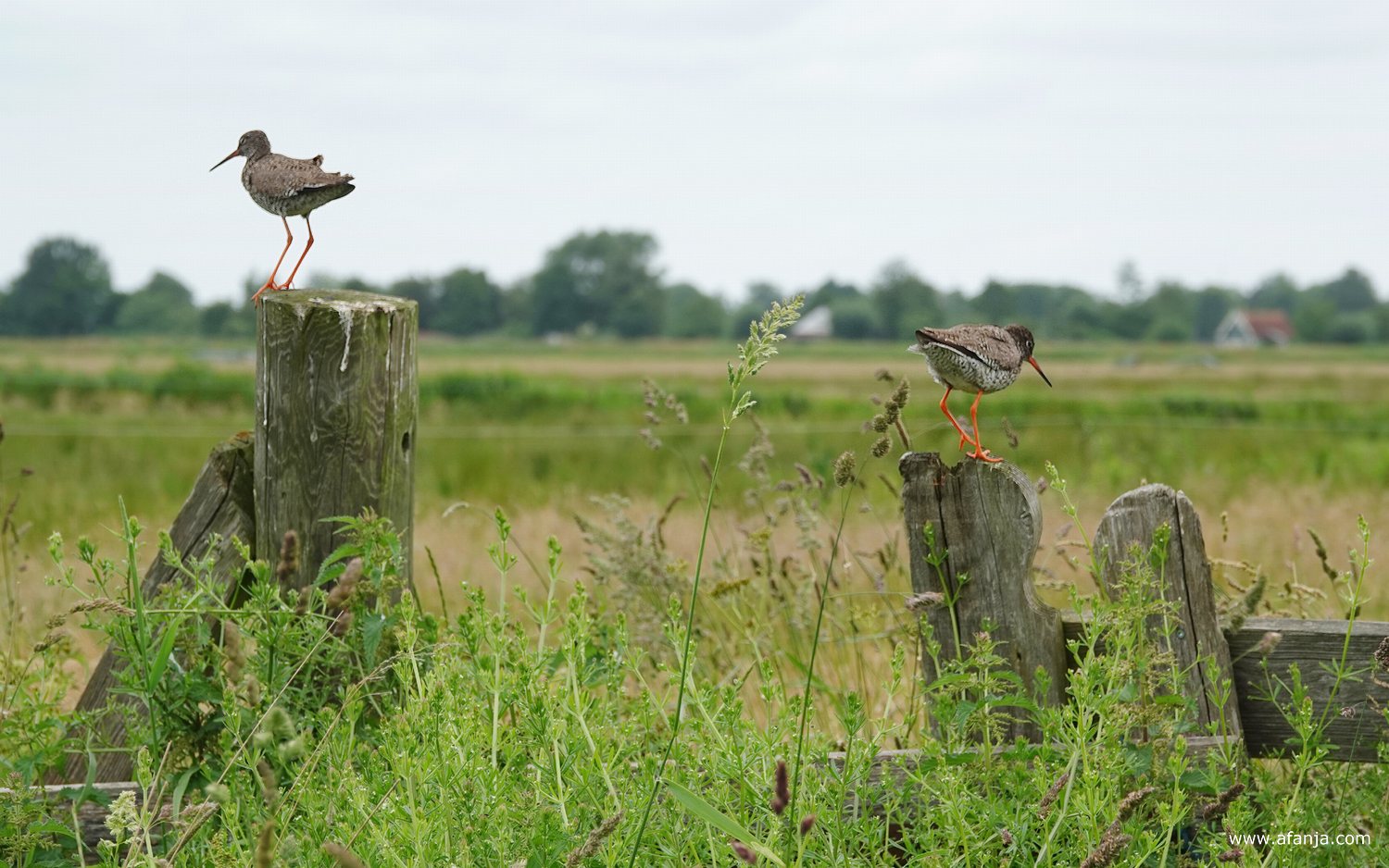 een tureluur op een dikke paal en een tureluur op een oud hek