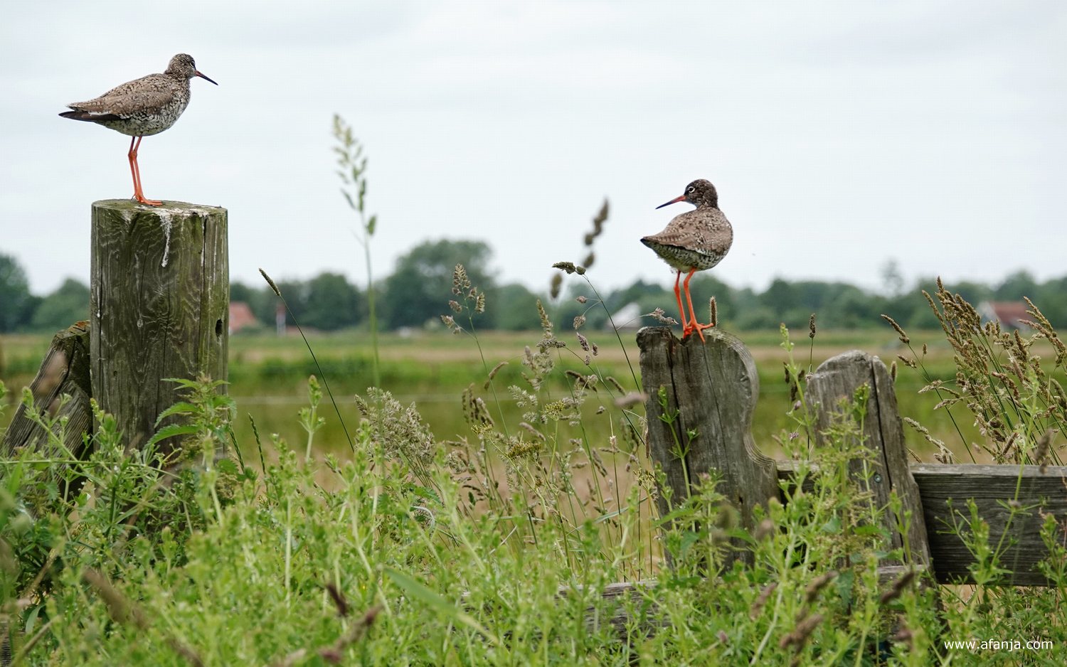 een tureluur op een dikke paal en een tureluur op een oud hek