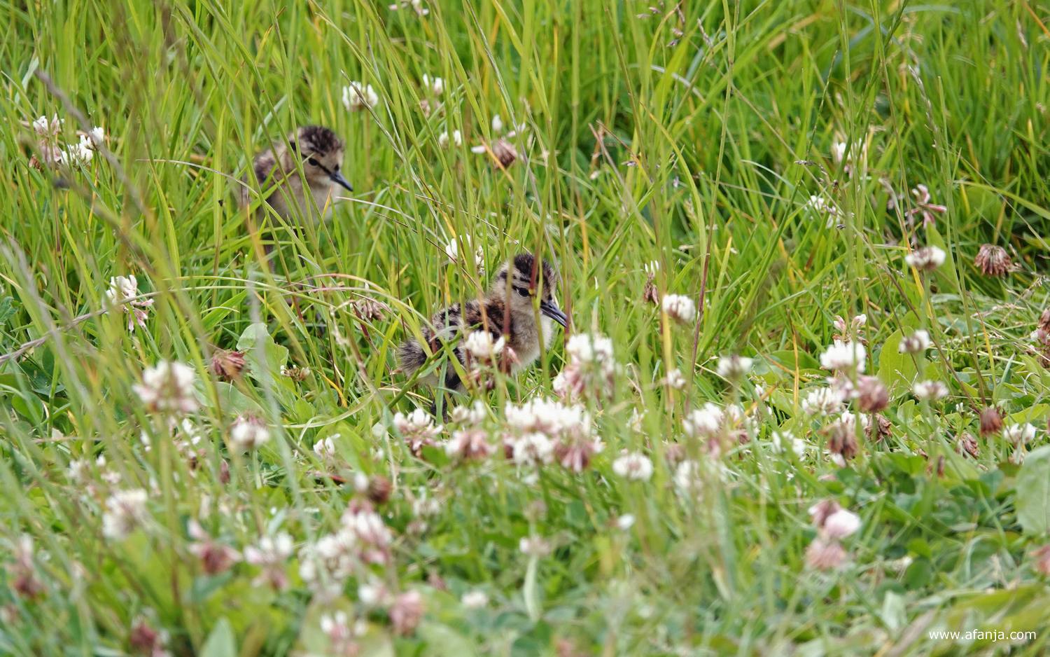 er lopen twee jonge tureluurs in de berm