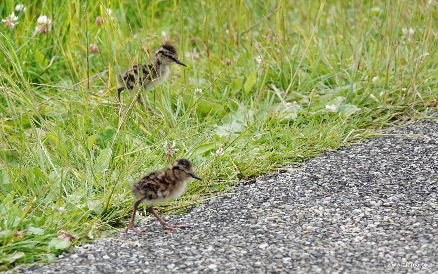 twee kuikens van de tureluur lopen de weg op