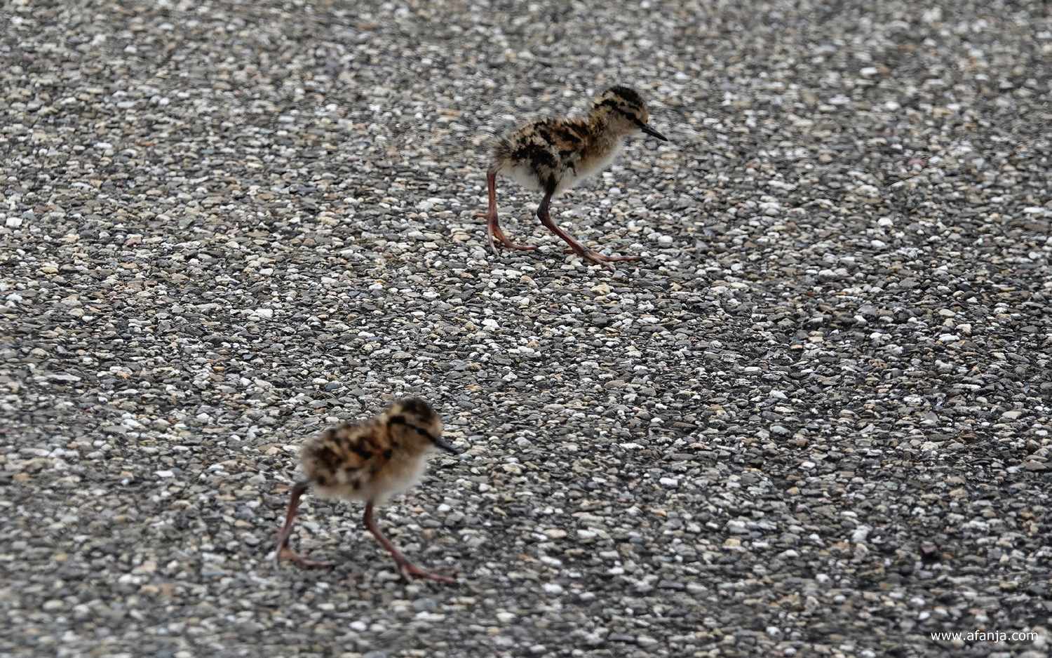twee kuikens van de tureluur steken de weg over