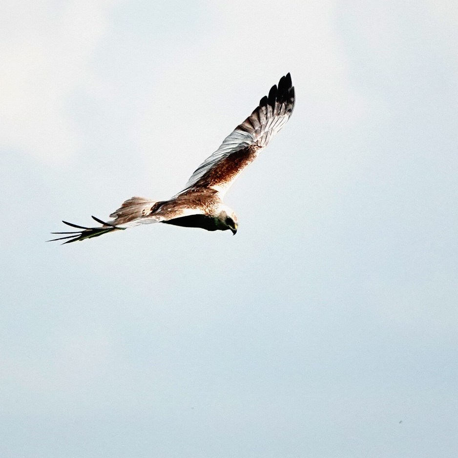 een bruine kiekendief zweeft boven het rietland