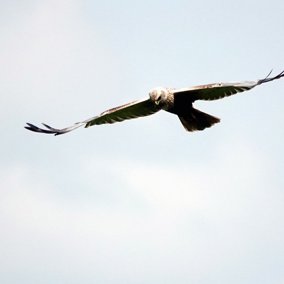 een bruine kiekendief zweeft boven het rietland